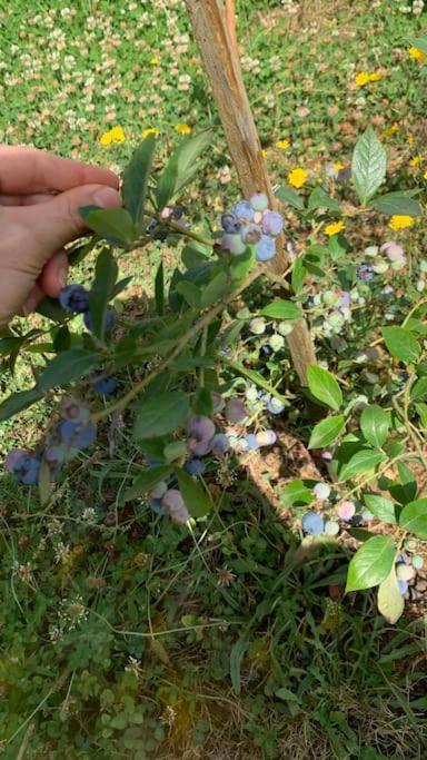 바라간카 Quinta Pedro E Ines 빌라 외부 사진