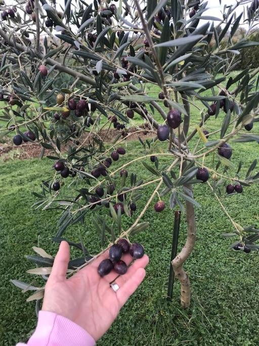 바라간카 Quinta Pedro E Ines 빌라 외부 사진